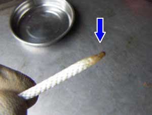 �X�^�[�^�[���[�v�M������